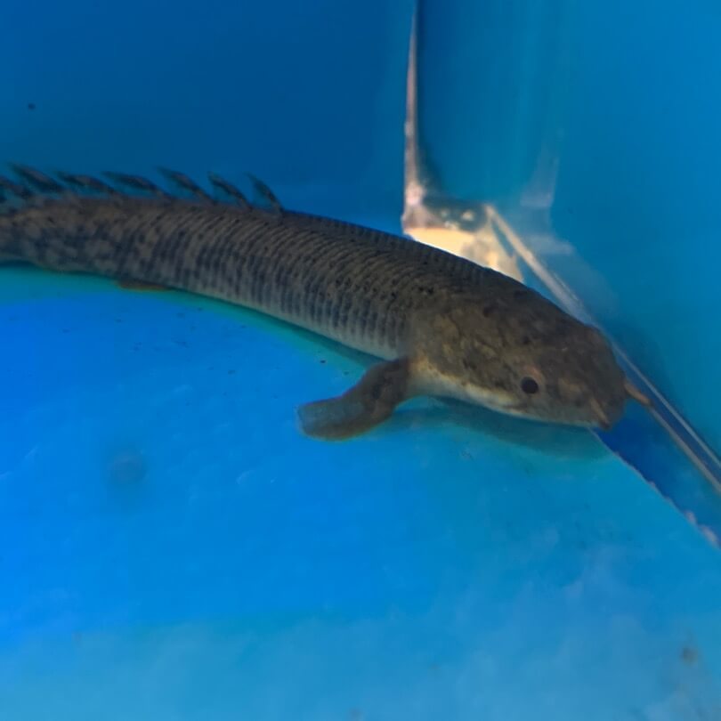 Poll's bichir / Polypterus polli 3-4″