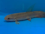 Purple wolf fish / Erythrinus Sp. Peru