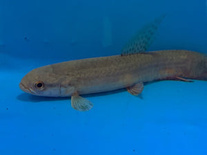Purple wolf fish / Erythrinus Sp. Peru