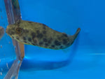 Schoutendeni puffer / Tetraodon schoutedeni