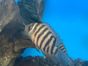 Striped heros severum / H. severus