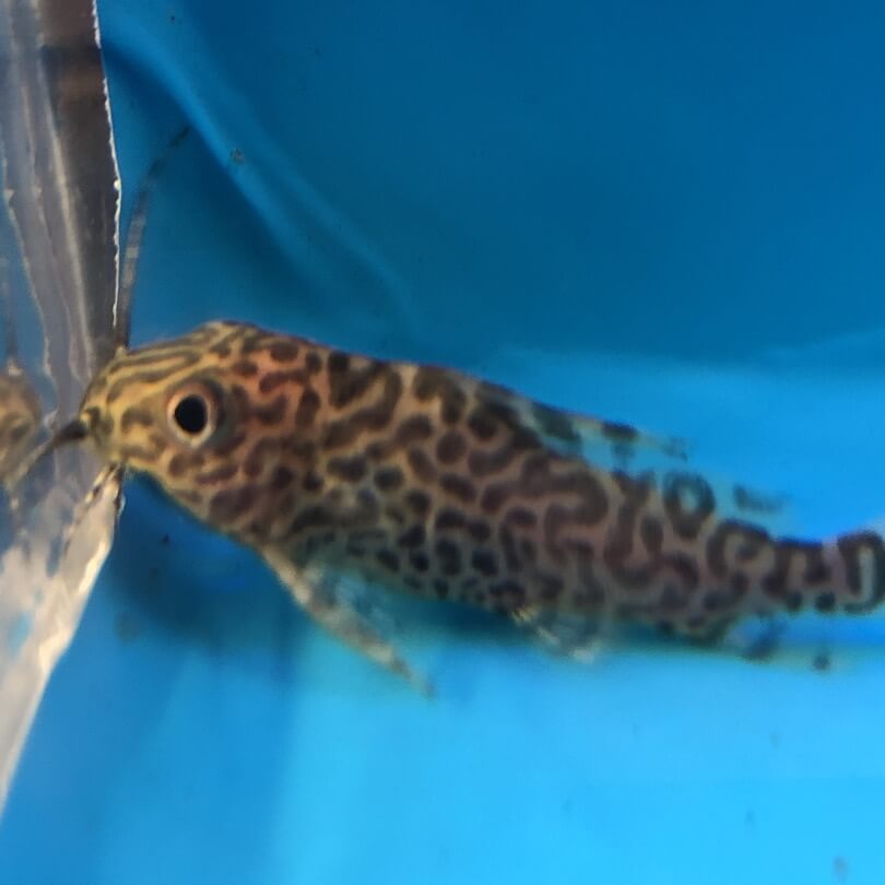 Synodontis eupterus