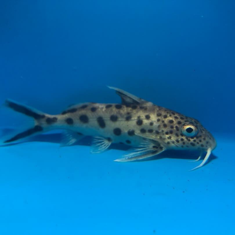 Synodontis multipunctatus catfish