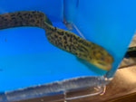 True freshwater tiger moray eel 12″ in length / Gymnothorax polyuranodon