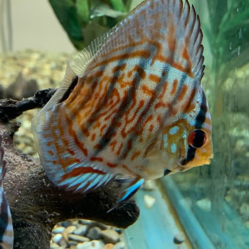 Red turquoise discus / Symphysodon aequifasciatus