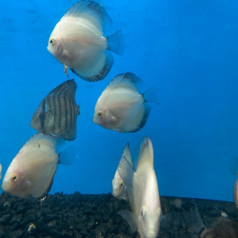 White discus / Symphysodon