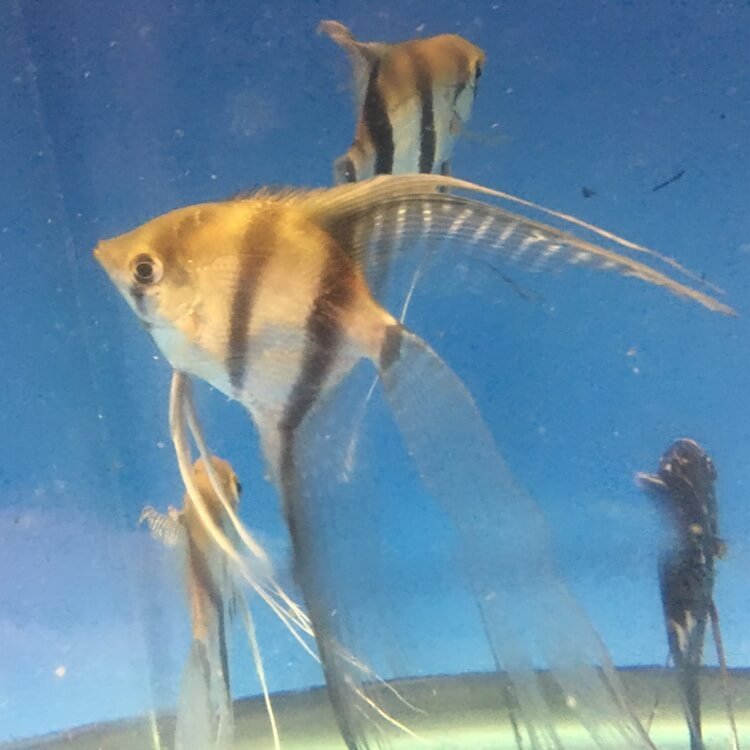 Lyretail Silver Angelfish xl