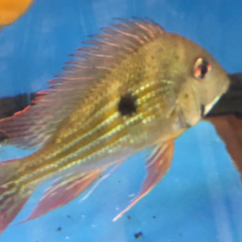 Geophagus altifrons / Geophagus altifrons Heckel