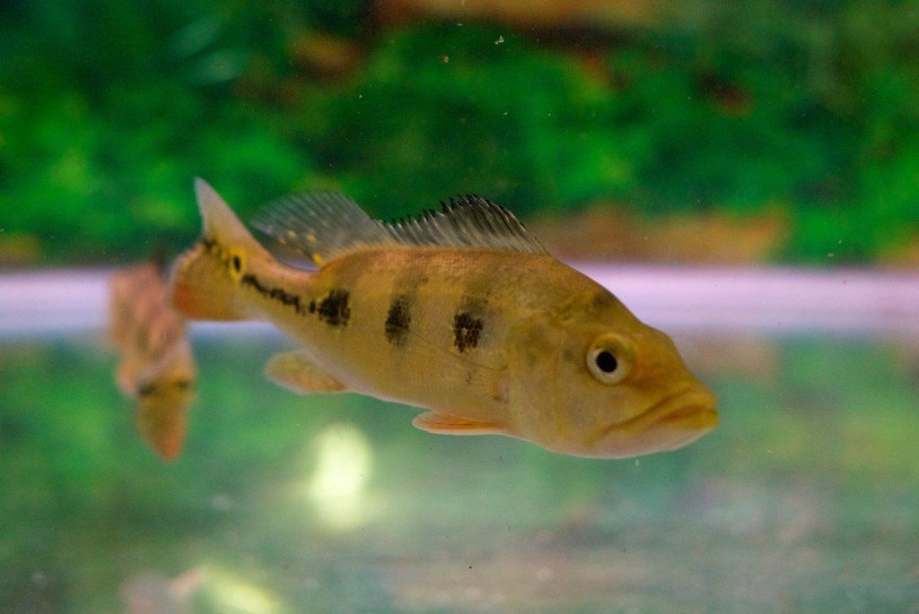 Kelberi peacock bass / Cichla kelberi