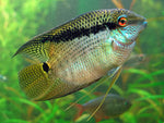 Festivum cichlid / Mesonauta festivus