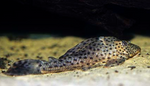 Humpback pleco L050 / Hypostomus Cochliodon