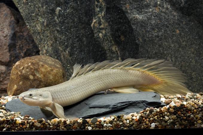 Longfin polypterus Senegalus 2-3″ / ‎P. senegalus