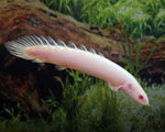 Albino polypterus / ‎P. senegalus