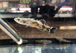 marble goby / Oxyeleotris marmorata