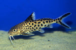 Synodontis multipunctatus catfish