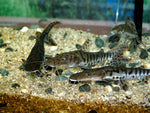 Tiger shovelnose catfish 6 / Pseudoplatystoma fasciatum