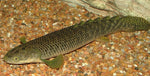 Retropinnis Bichir / P. Retropinnis