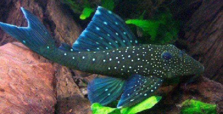 Blue phantom pleco /  Hemiancistrus sp.